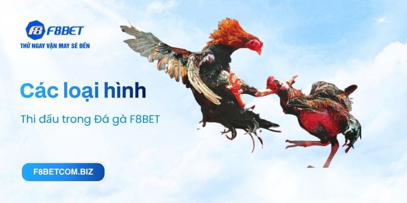 Các loại hình thi đấu trong Đá gà F8BET