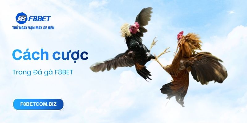 Cách cược trong Đá gà F8BET