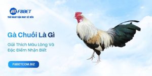 Gà Chuối Là Gì